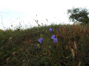 Glockenblumen am Kreuzweg