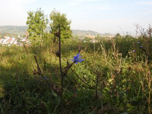 Wegwarte am Kreuzweg