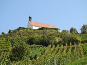 Bild von Weinreben unterhalb der Wurmlinger Kapelle