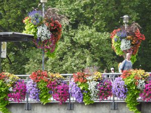 Bild der Blumenpracht auf der Eberhardsbrücke, Tübingen