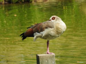 Nilgans im Blühenden Barock