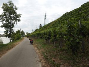 Steile Weinberge bei Freiberg