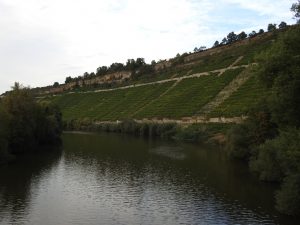 Neckarbogen zwischen Hessigheim und Besigheim