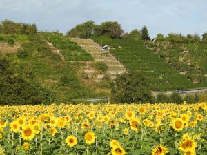 Sonnenblumenfeld nördlich Walheim