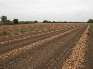 Zwiebelacker gegenüber Biblis