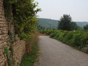 Neckarradweg entlang von Weinbergen