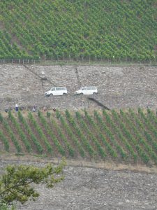 Arbeit im Weinberg