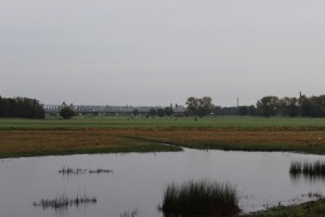 auffliegende Silderreiher am Westufer der Elbe