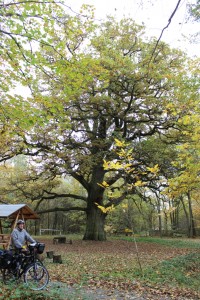 Alte Eiche mit Rastmöglichkeit vor Havelberg